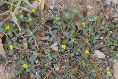 Portulaca oleracea
